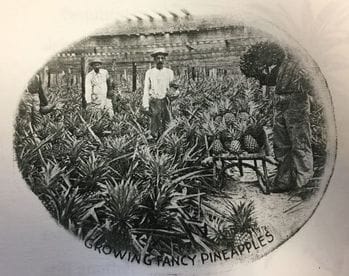 Pineapple plantation in Pinellas