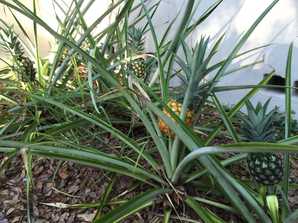 Pineapples in Florida
